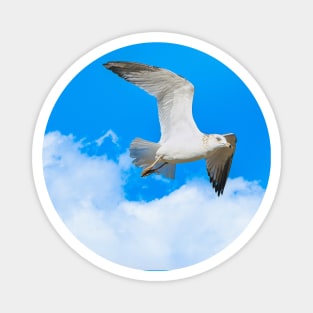 A Seagull Flies Past the Clouds Photograph Magnet